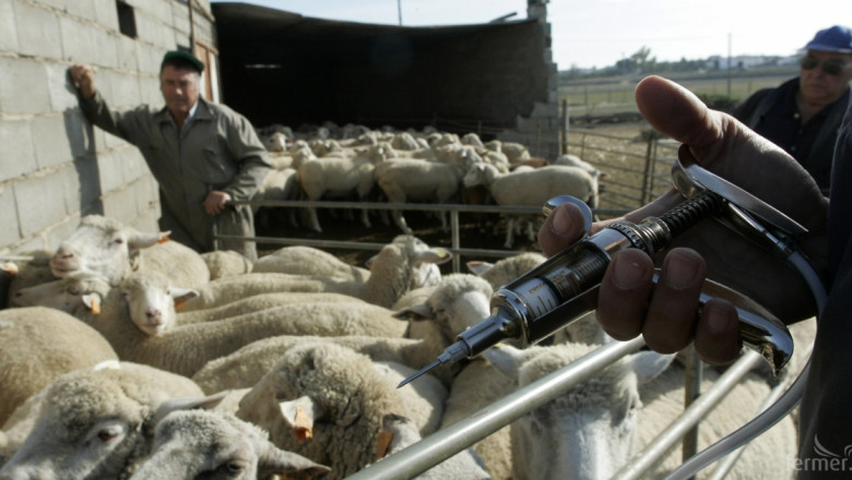 От днес започва ваксинация на овцете срещу Син език