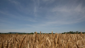 ОД Земеделие - Търговище: Близо 17% от площите с ечемик са вече ожънати - Agri.bg