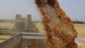 Висок добив, но ниска изкупна цена на ечемика очакват зърнопроизводители - Agri.bg