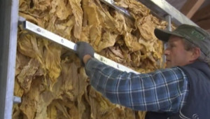 Над 50 кг нарязан тютюн са иззети при проверка на автомобил край Монтана - Agri.bg