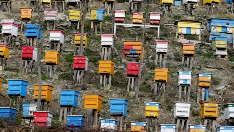 Пчелар: Недостигът на пчелни семейства се дължи на смяната в отглежданите култури