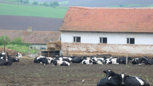 БАБХ: Фермерите трябва да спазват мерките за предпазване от нодуларен дерматит - Agri.bg