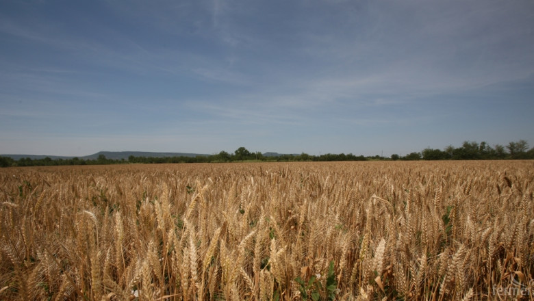 Цените на вътрешния пазар за фуражна пшеница са 270 лв/тон, а за хлебната - 290 лв/тон