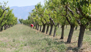Около 3 хил. дка овошки са унищожени заради градушките в Централна и Южна България - Agri.bg