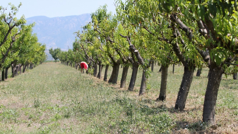 Около 3 хил. дка овошки са унищожени заради градушките в Централна и Южна България