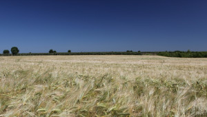 ДФЗ-Варна изисква от стопаните справка за обемите зърно за 2015/2016 - Agri.bg