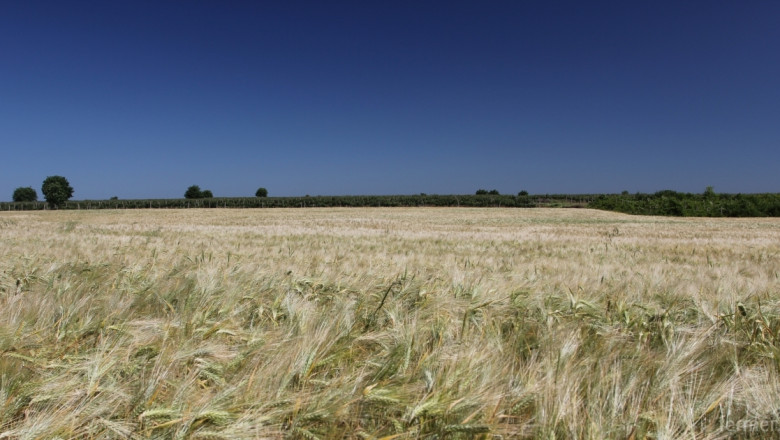 ДФЗ-Варна изисква от стопаните справка за обемите зърно за 2015/2016