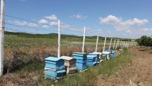 Мечка нападна пчелин в Смолянското село Гьоврен - Agri.bg