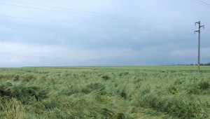 Близо 900 декара земеделски култури пропаднаха заради лошото време в Шуменско - Agri.bg