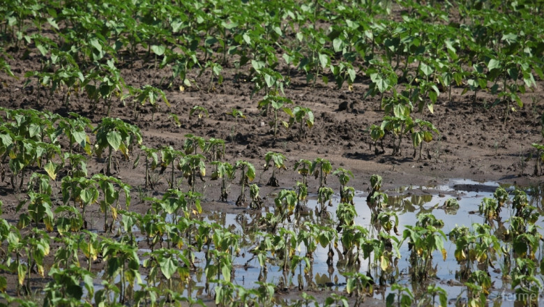 Подпочвени води създават проблеми на земеделците в Плевенско
