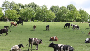 Съветът по животновъдство в Габрово заседава за пасищата и нодуларния дерматит - Agri.bg