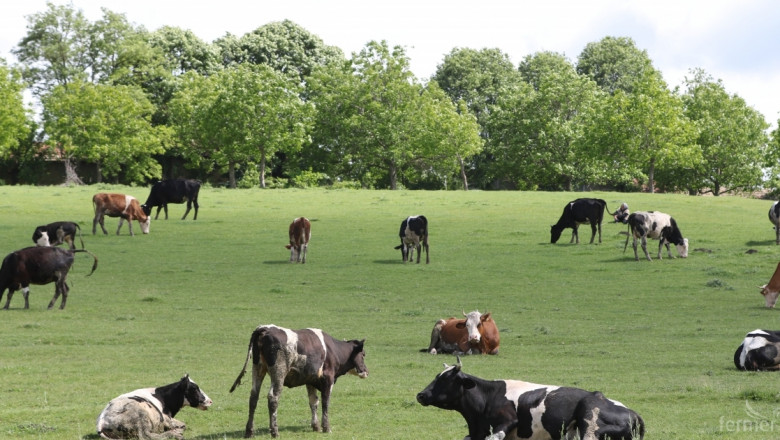 Съветът по животновъдство в Габрово заседава за пасищата и нодуларния дерматит