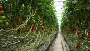 Австрия прилага иновации в зимното зеленчукопроизводство  - Agri.bg