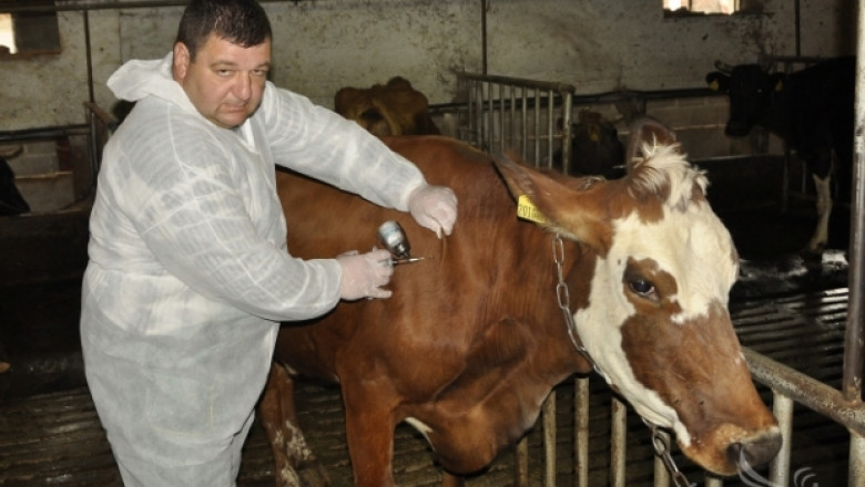 Цялото поголовие на говеда у нас ще се ваксинира срещу Нодуларен дерматит