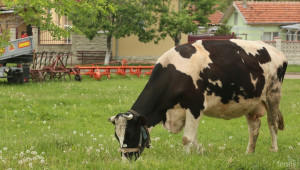 До 30 ст. е паднала цената на литър краве мляко в Източните Родопи - Agri.bg