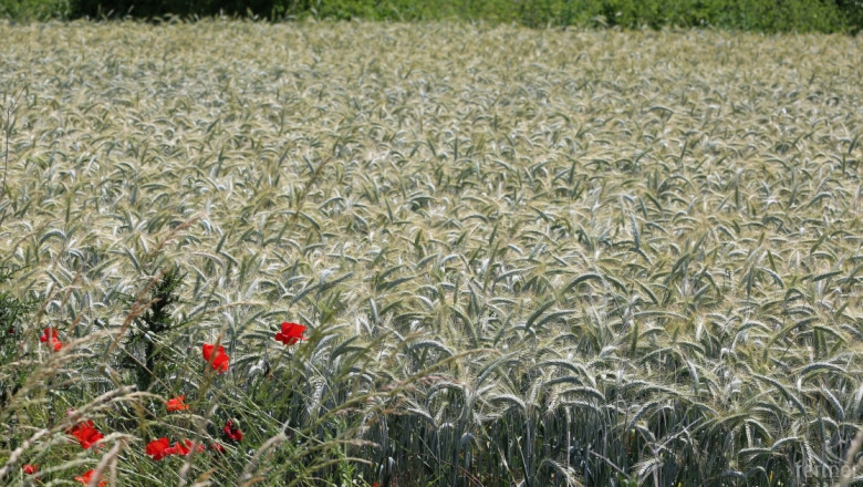 Ден на пшеницата ще се проведе за 19-ти път в село Царевец