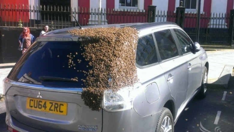 Рояк от 20 000 пчели преследва кола два дни заради кралицата си (СНИМКИ)