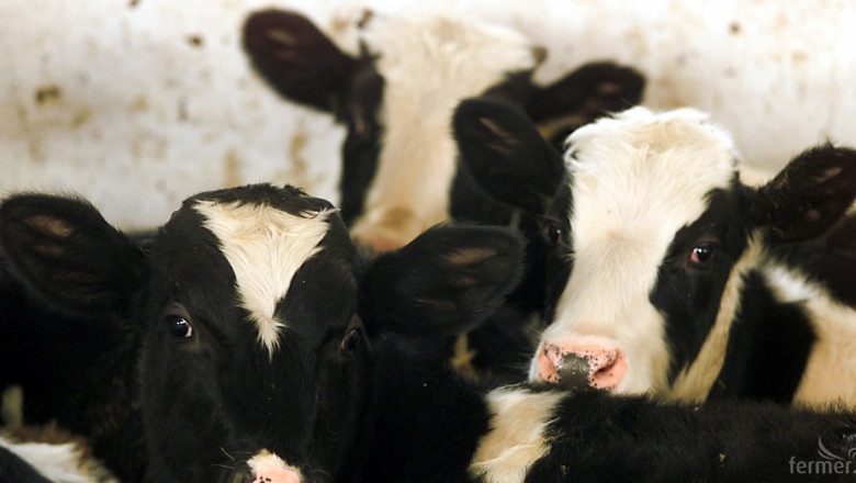 Антибиотиците за крави вредят на околната среда, сочи проучване