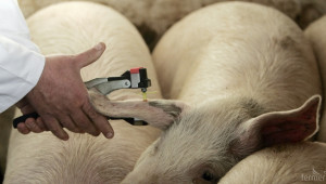 87 свиневъди заявиха помощ за хуманно отношение към прасета за угояване - Agri.bg