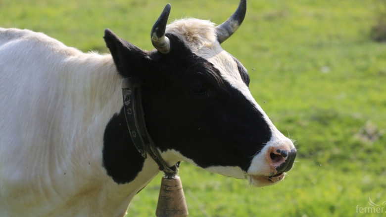 Съветът по животновъдство в Кърджали заседава заради нодуларния дерматит