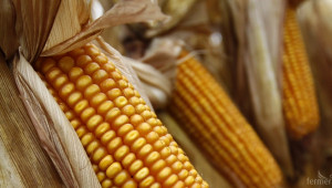 Русия очаква рекордна реколта от царевица тази година - Agri.bg