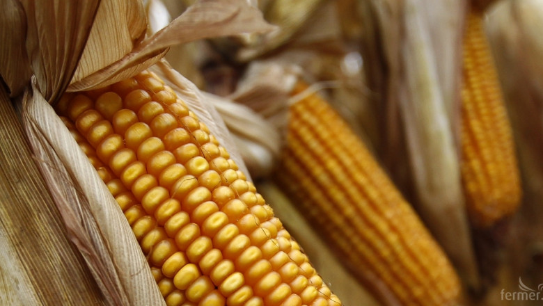 Русия очаква рекордна реколта от царевица тази година