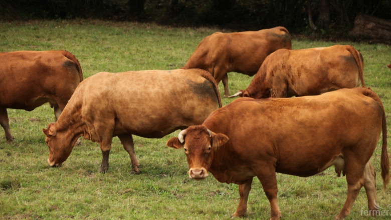 Над 50% годишен ръст при месодайните говеда, увеличават се и овцете за месо