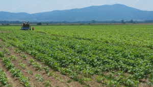 Над 60% от тютюна в страната за реколта 2016 вече е разсаден - Agri.bg