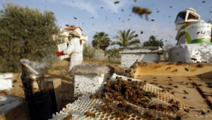 Срив в популацията на пчели очакват пчеларите в САЩ - Agri.bg