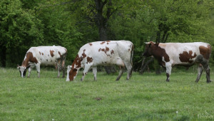По-високи ставки срещу дерматита се получават за говеда под селекция - Agri.bg