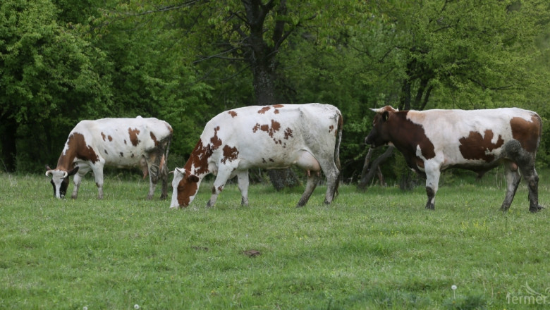 По-високи ставки срещу дерматита се получават за говеда под селекция