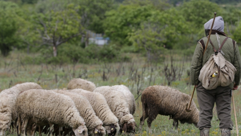 Стотици животновъди очакват решение на Земеделската комисия за пасищата