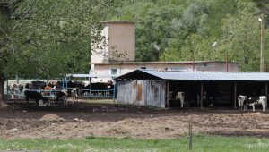 Фермери правят жива верига срещу евтаназия на стадо крави от нодуларен дерматит - Agri.bg