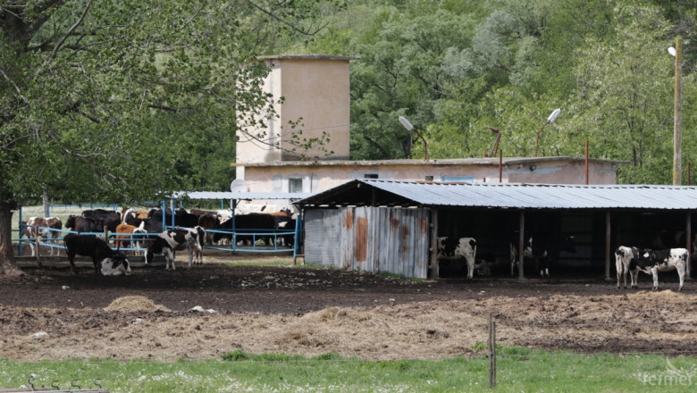 Фермери правят жива верига срещу евтаназия на стадо крави от нодуларен дерматит