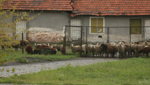 Откраднаха 13 овце и шилета от ферма навръх Гергьовден  - Agri.bg
