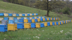 Пчелари предричат слаба реколта и поскъпване на меда - Agri.bg