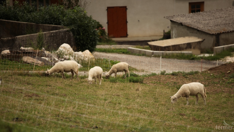 Френски фермери прилагат иновативни решения за раждане на повече агнета