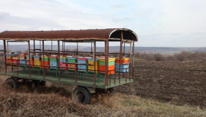 Засилват контрола при превоз на пчелини и пчелни семейства - Agri.bg