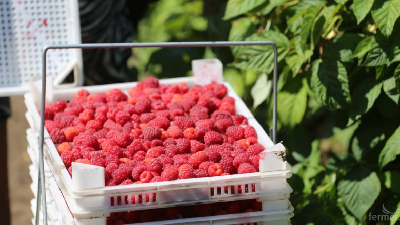 Има бум в консумацията на ягодоплодни в Европа