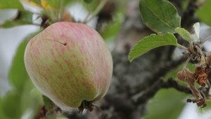 Реколтата от череши, ябълки и сливи в Кюстендилско е провалена - Agri.bg