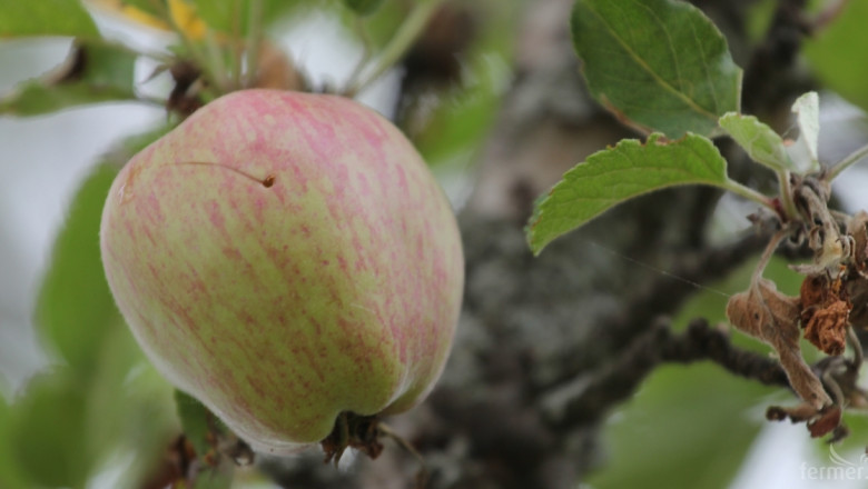 Реколтата от череши, ябълки и сливи в Кюстендилско е провалена
