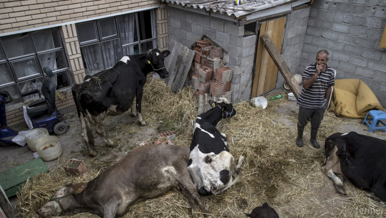 Фермери искат психолог докато умъртвяват кравите им заради нодуларен дерматит! (ВИДЕО)
