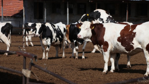 Броят едрите преживни животни в стопанствата в Ямболска област  - Agri.bg
