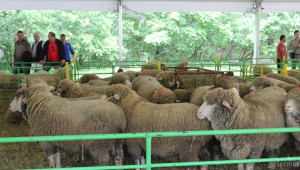 Третират с Бутокс животновозите на Националния събор на овцевъдите - Agri.bg
