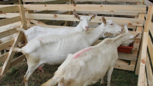 Поетапно вдигат забраната за месо и мляко заради бруцелозата от 2015 г.  - Agri.bg