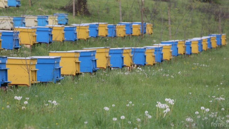 Отново масова смърт на пчели – този път в Силистренско