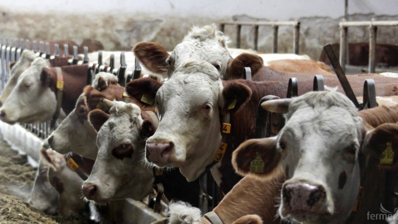 От днес фермите получават по 1080 лв. на крава, унищожена заради нодуларен дерматит