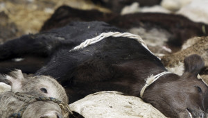Над 400 животни с Нодуларен Дерматит вече са евтаназирани. Фермерите плачат!