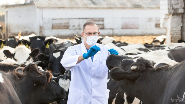 Заразният дерматит достигна Пловдив. Унищожават над 100 говеда във ферма