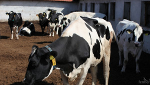 Не пари, а животни в натура, искат фермери за унищожените крави заради нодуларен дерматит  - Agri.bg